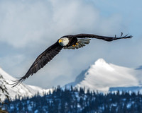 Eagles of Alaska